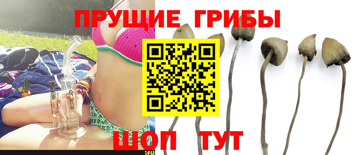 Канаш  где купить   Вход с VPN  Галлюциногенные грибы MAGIC MUSHROOMS  Галлюциногенные грибы ЛСД 