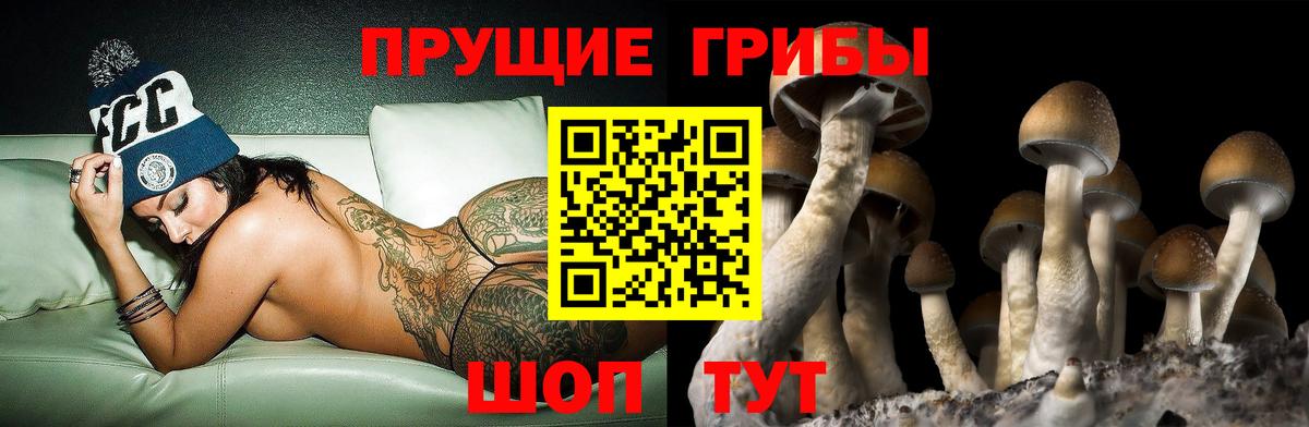 Галлюциногенные грибы Cubensis Канаш